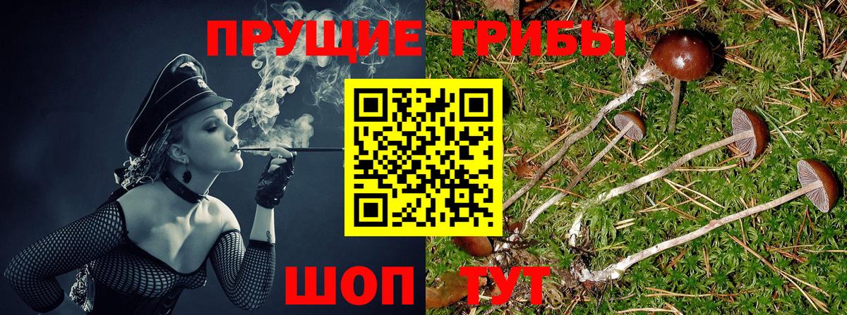 Псилоцибиновые грибы Cubensis  Вход с VPN  Псилоцибиновые грибы Psilocybine cubensis  Назарово 